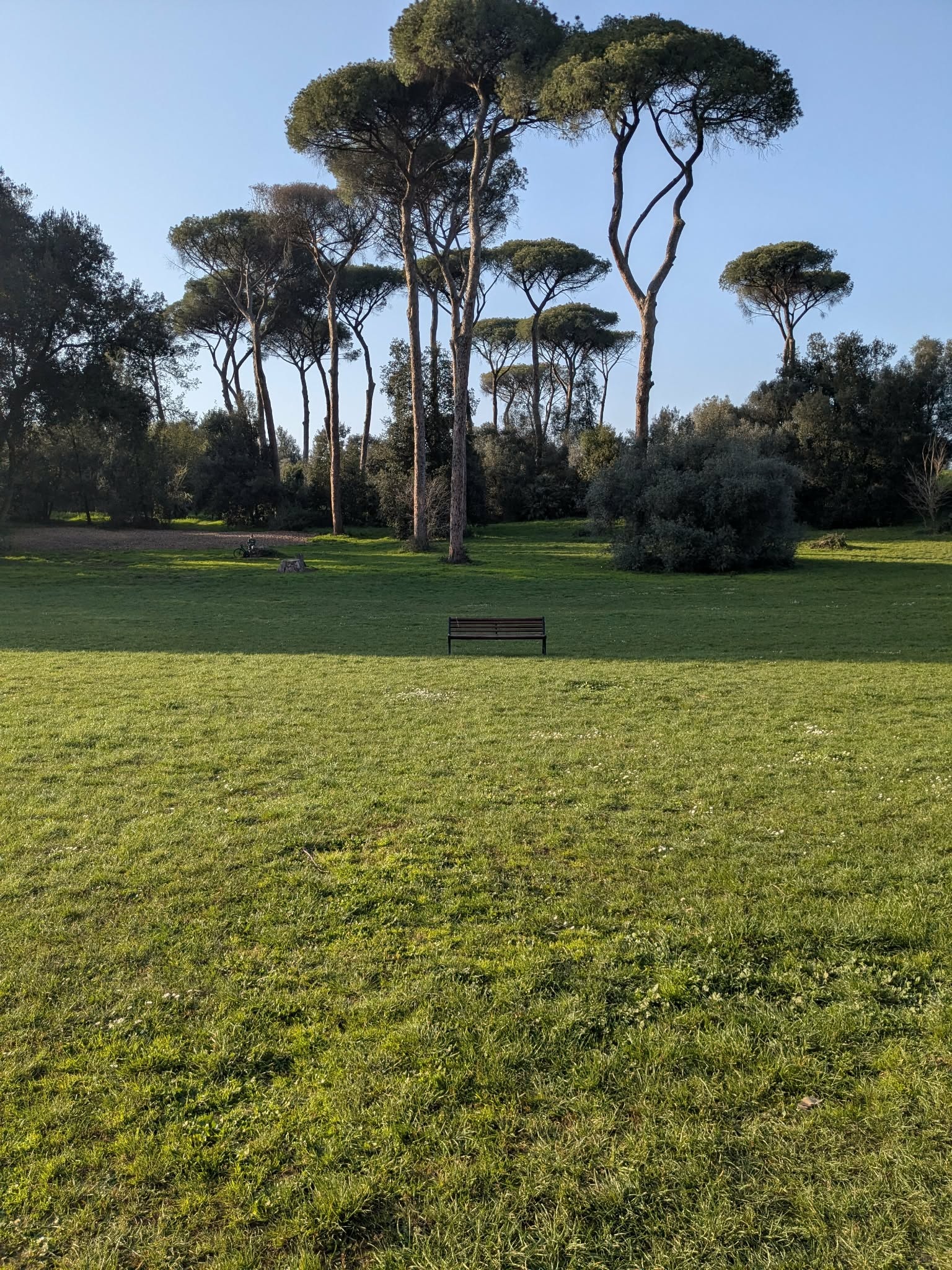 Une belle étendue verte avec un banc et des pins en arrière plan dans le parc de la Villa Ada